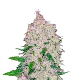 Stardawg Autoflowering Feminised Seeds Stardawg Autoflowering Feminised Seeds